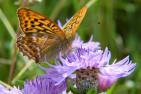 3705_butterfly-4020261_1920_pixabay-silviarita.jpg