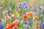 JA_rain-field-1515562_1920_pixabay-esiul.jpg