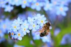 JA_forget-me-not-257176_1920_pixabay-cocoparisienne.jpg