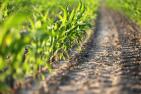 A4_agriculture-4262885_c_GoranH_pixabay.jpg