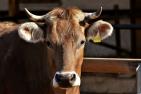 cow-3383624__c_Alexas_Fotos_pixabay.jpg