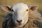 4503_sheep-3254725_c_manfredrichter_pixabay.jpg