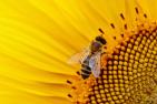 4504_sunflower-1643794_c_Alexas_Fotos_pixabay.jpg
