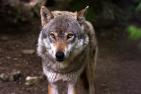 4606_wolf-635063_c_raincarnation40_pixabay.jpg