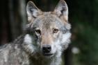 wolf-1504406_Foto_Pixel-mixer_pixabay.jpg
