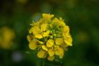 mustard-flowersSenf_pixabay-FraukeRiether.jpg