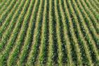 corn-2567524_1920_pixabay-flockine.jpg