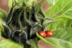 sunflower-3752842_1920_pixabay-satynek.jpg