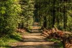 trees-3410836_c_pixel2013_pixabay.jpg