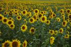 sunflower-4386505_c_HandLinde_pixabay.jpg