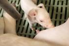 Bild_der_Woche_2020_KW09_Ferkel_Quelle_DBV.jpg
