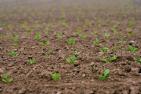 seedlings-4183250_1920_pixabay-DarkWorkX.jpg