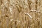 wheat-field-2554358_1920_pixabay-Kira_Hoffmann.jpg