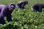ingathering-607121_1920_pixabay-davispigeon0_schn.jpg
