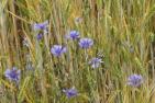 barley-field-95940_1920_pixabay-Gaby_Stein.jpg