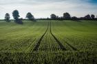 agriculture-2539967_1920_pixabay-Alfred_Derks.jpg