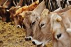 cows-1320864_1920_pixabay_Alexas_Fotos.jpg