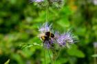 flower-strips-5473780_c_lhannemann_pixabay.jpg