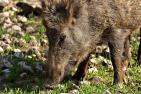 wild-boars-3363665_1920_pixabay_Alexas_Fotos.jpg