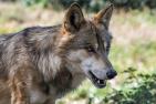 wolf-2952937_1920_pixabay_Christel_Sagniez.jpg