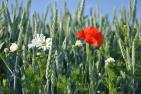 summer-2234864_1920_pixabay-obrazekkk.jpg