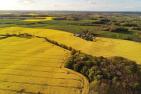 oilseed-rape-5263591_1920_pixabay_seehotel-diekseepark.jpg