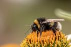 heath-the-bumble-bee-3595161_1920_pixabay_Myriam_Zilles.jpg