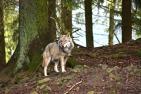 forest-4681855_1920_pixabay-jggrz.jpg