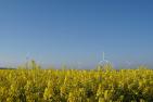 canola-4305893_1920_pixabay_Lorthiois.jpg