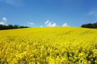 rape-blossom-502973_1920_pixabay_Michael_Schwarzenberger.jpg