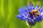 cornflower-5092753_1920_pixabay_andrealeni.jpg