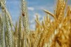 JA_cornfield-195642_pixabay-realworkhard.jpg