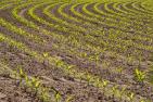 field-5207335_1920_pixabay_Anrita1705.jpg