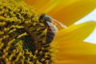 bee-4391278_1920_pixabay_FotoRieth.jpg