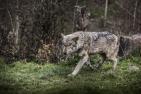 wolf-4674728_1920_pixabay_mila-del-monte.jpg