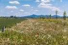 flower-meadow-5188382_1920_pixabay_Thomas_B..jpg