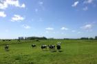 cows-1565612_1920_pixabay-AdrianLack.jpg