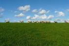 Schafherde auf einer Wiese, blauer Himmel mit Wolken im Hintergrund