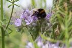 Quelle_DBV_Hummel.jpg