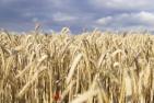 wheat-field-5392067_c_Foto_und_Pinsel_pixabay.jpg