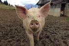 pig-1713996_1920_pixabay-Sportfood4you.jpg