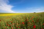 flower-2351752_1920_pixabay-Pascal_Treichler.jpg