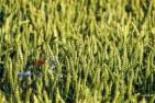 cereals-5416869_1920_pixabay_Bruno-Germany.jpg