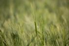 field-6294982_1920_pixabay_Kurt_Bouda.jpg