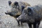 boar-2256296_1920_pixabay_Andreas_Lischka.jpg