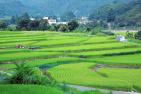field-2458043_1920_Japan_pixabay_colorstage_bea_schn.jpg