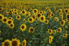 sunflower-4386505_1920_pixabay_HansLinde.jpg