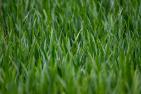 wheat-field-ga3916dffb_1920_pixabay_lhannemann.jpg
