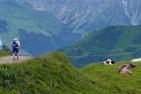 Wanderweg durch eine Kuhwiese