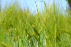 field-4293112_1920_pixabay_Innviertlerin.jpg